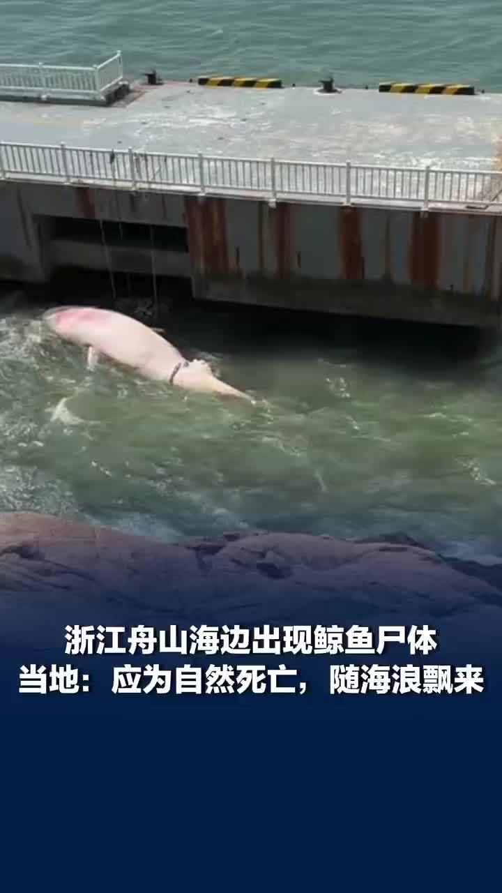 当地回应舟山海边出现鲸鱼尸体