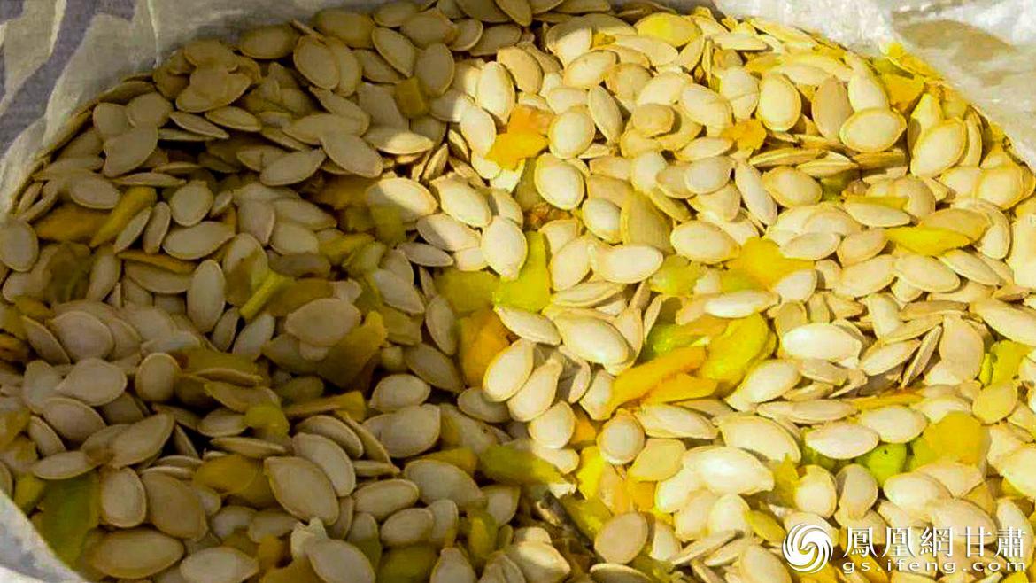 甘肃华池白瓜子籽粒大、种皮薄、籽仁饱满、口感清香　图源自华池县融媒体中心官方公众号
