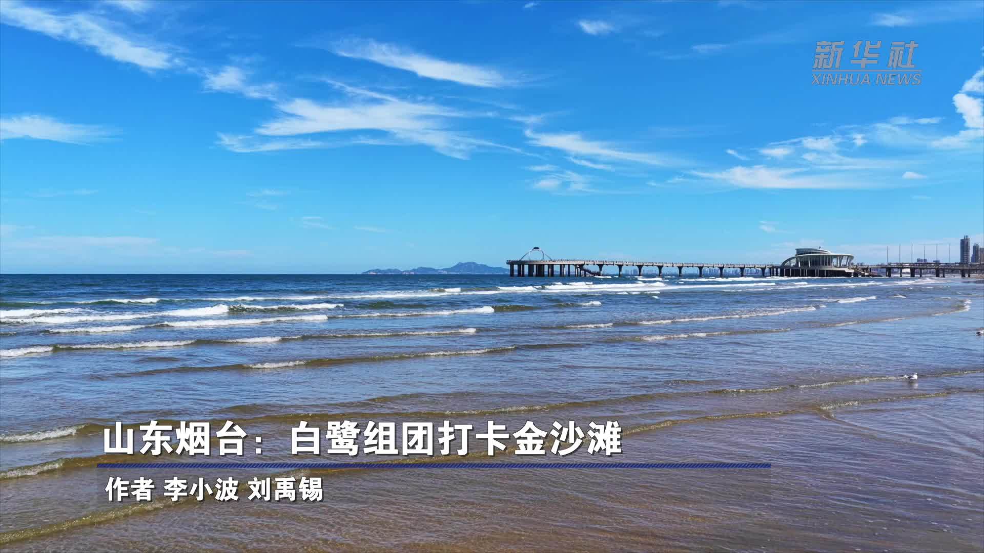 山东烟台：白鹭组团打卡金沙滩