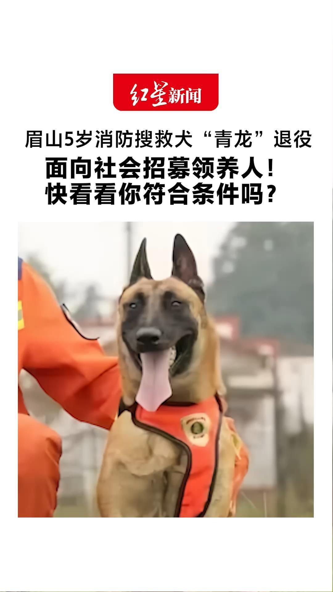 “任务完成，欢迎回家” 眉山5岁消防搜救犬“青龙”退役 面向社会招募领养人！快看看你符合条件吗？