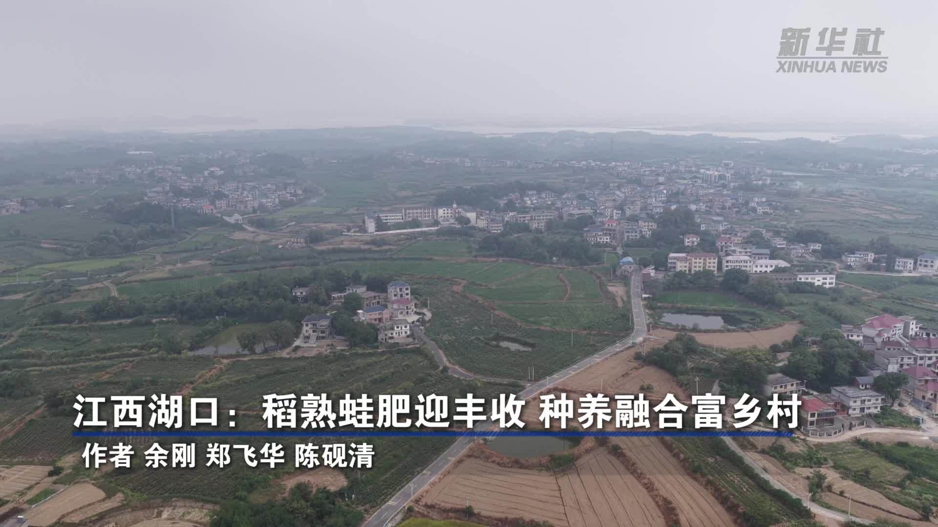 江西湖口：稻熟蛙肥迎丰收 种养融合富乡村