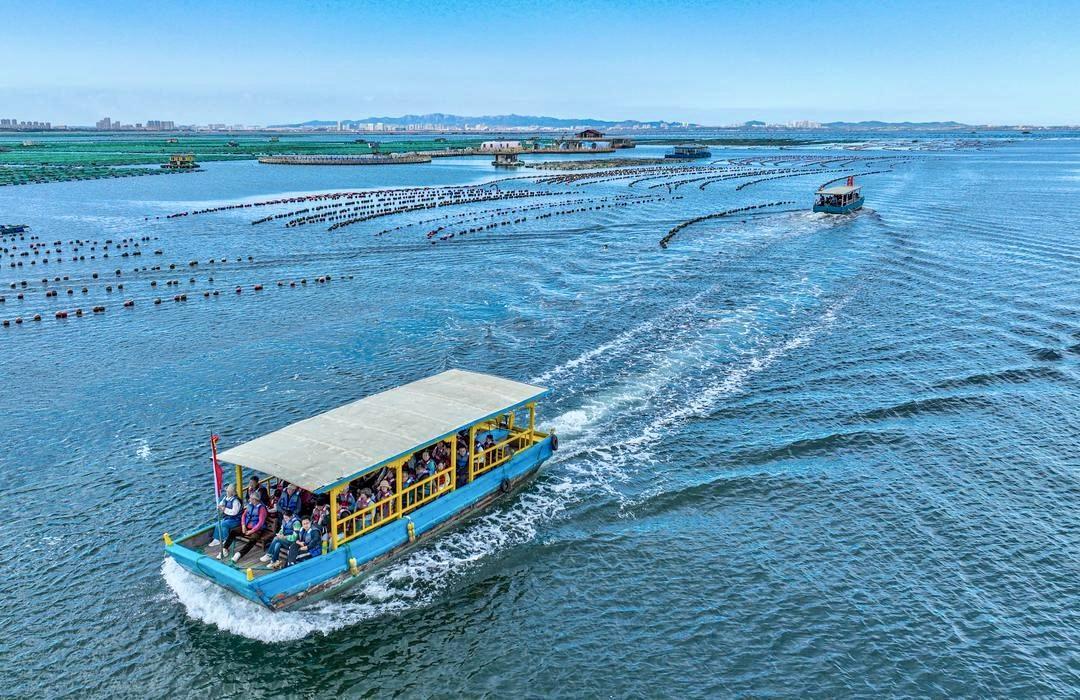 十一期间,荣成市石岛管理区桑沟湾国家级海洋牧场迎来旅游热潮。