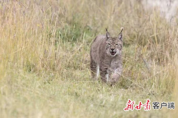 保护区出没的猞猁
