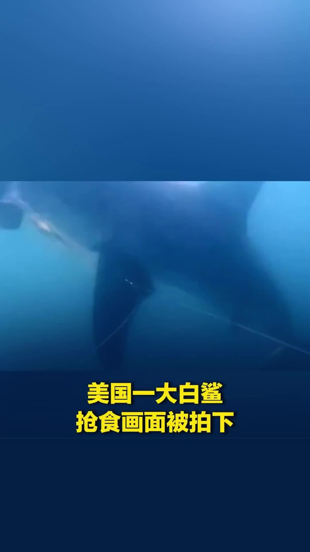 美国科德角一大白鲨抢食画面被拍下：突然从水下冲出，侧身叼走鱼线上的鱼