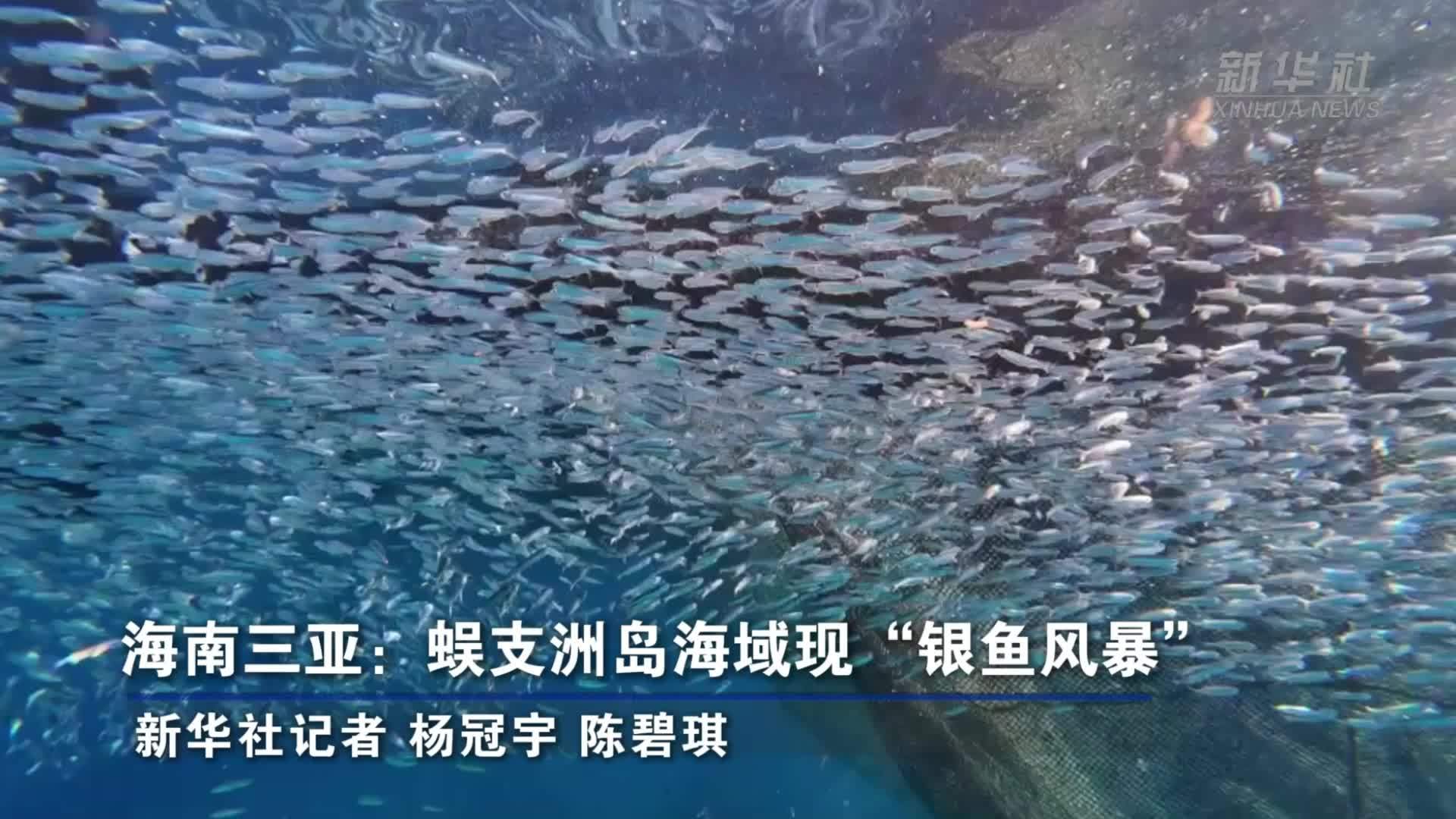 海南三亚：蜈支洲岛海域现“银鱼风暴”