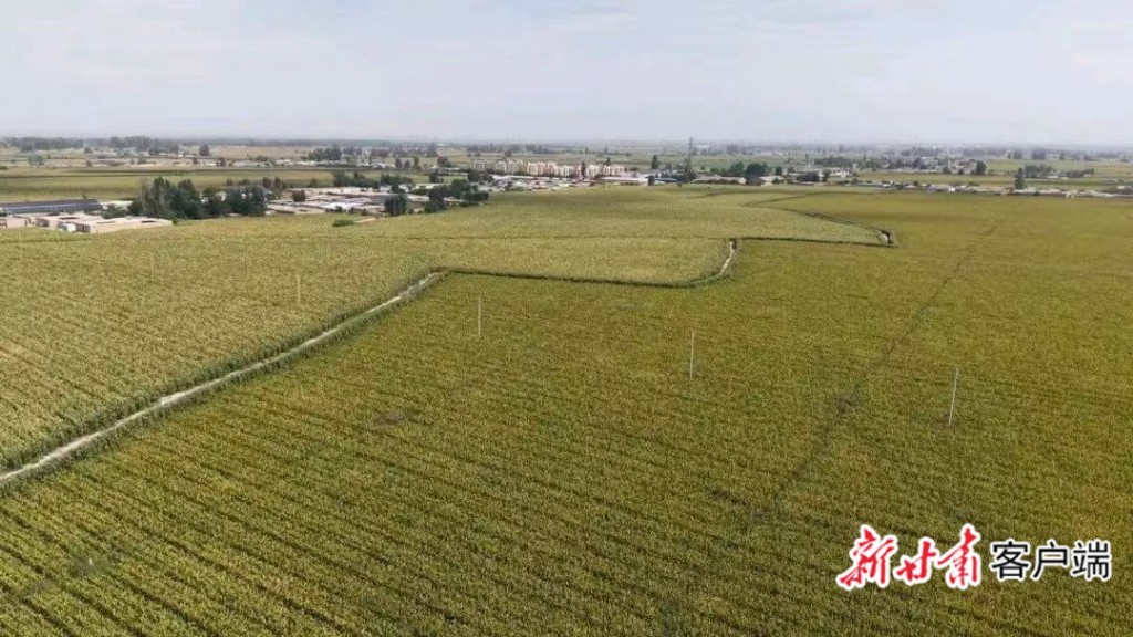 永昌县玉米喜获丰收 本文图片均由中共永昌县委宣传部提供