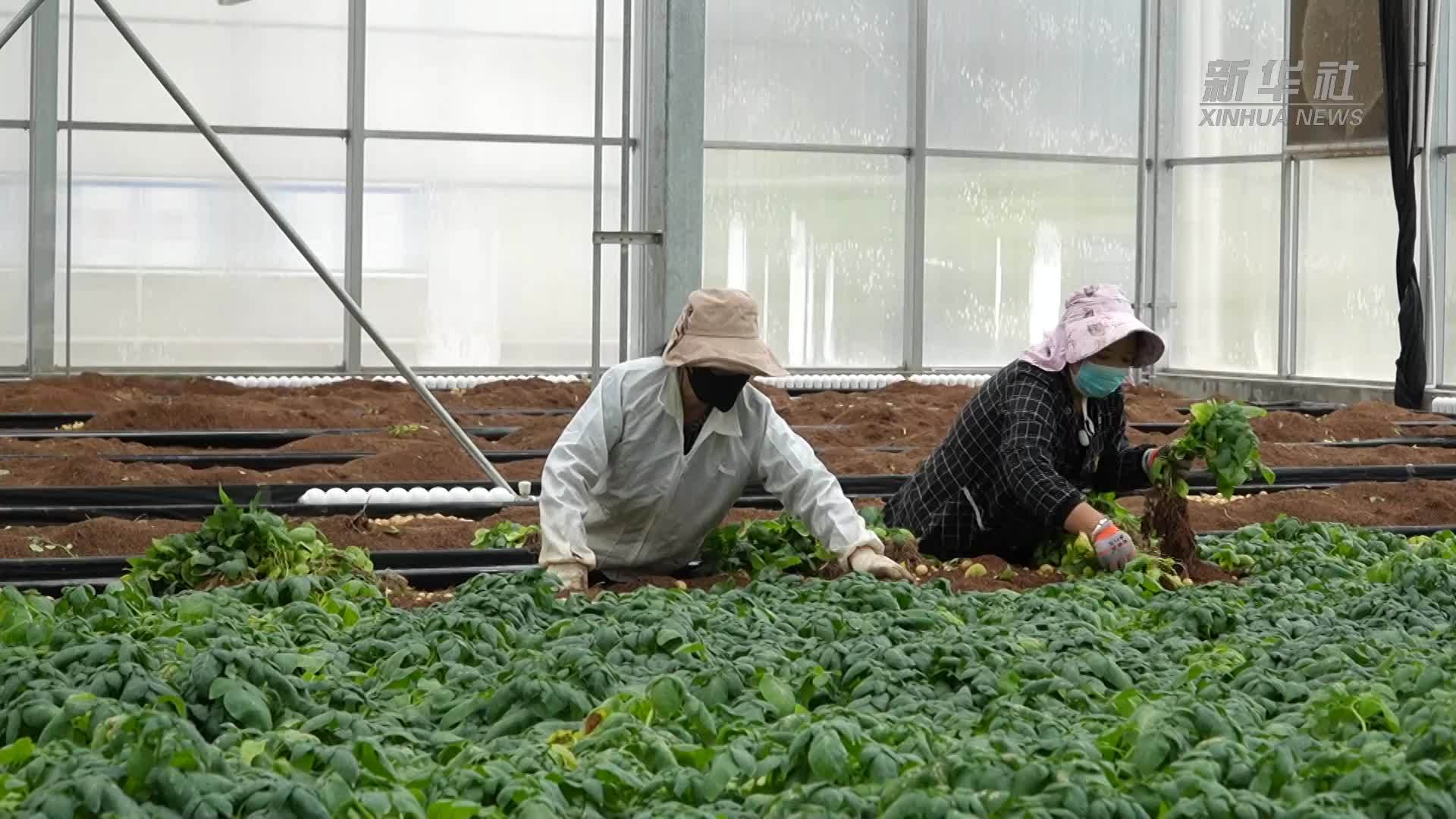 甘肃定西：“按粒卖”的小土豆丰收啦