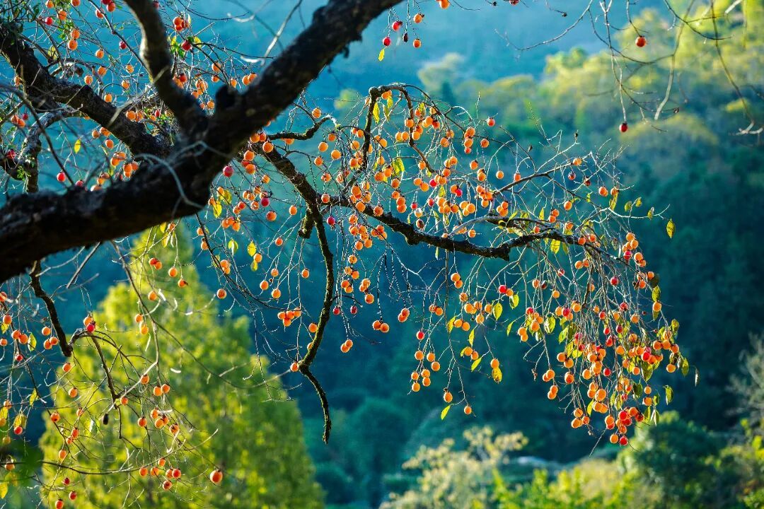 10月24日《柿柿如意》宁波发布特约摄影师赵安炉 摄.jpg