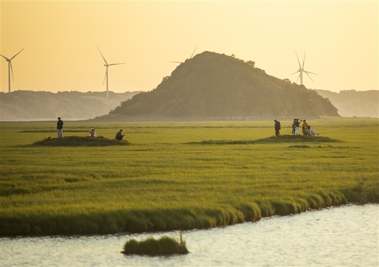 鄱阳湖湿地：金秋赏“草海”（图）