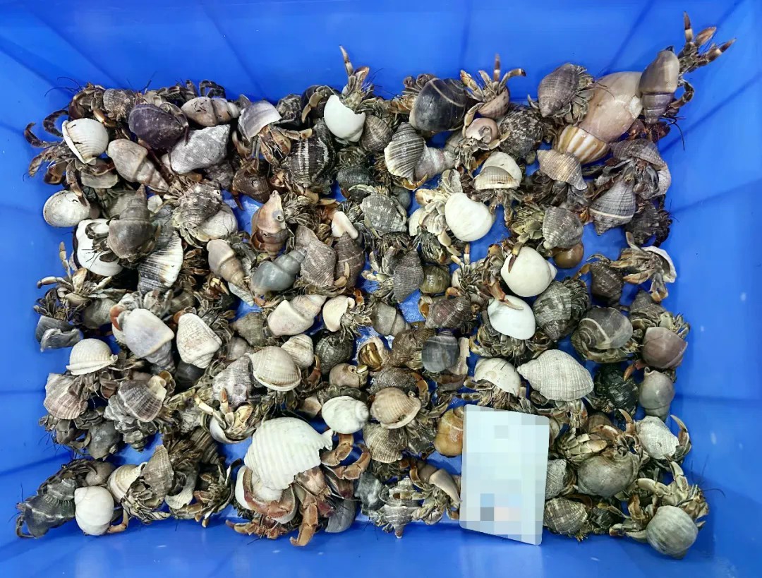 拱北闸口海关查获198只活体寄居蟹 属国家禁止携带进境活动物