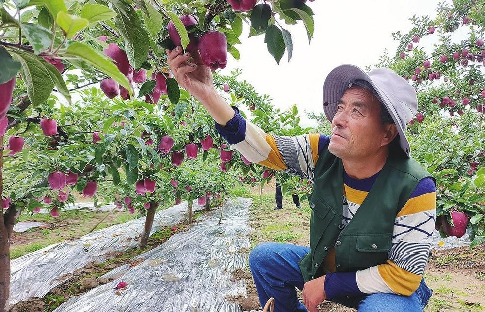 秦州区藉口镇放牛村苹果种植基地，果农正在采摘花牛苹果。新甘肃&middot;甘肃经济日报通讯员　杨晨　摄