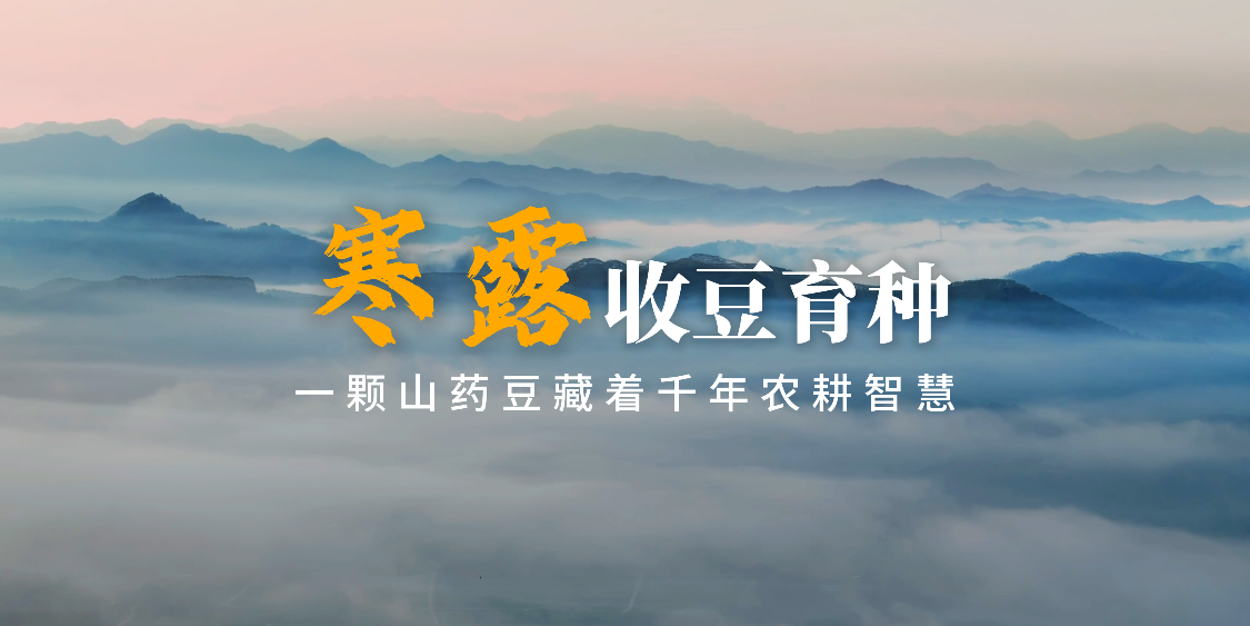 时至寒露，一颗山药豆藏着千年农耕智慧