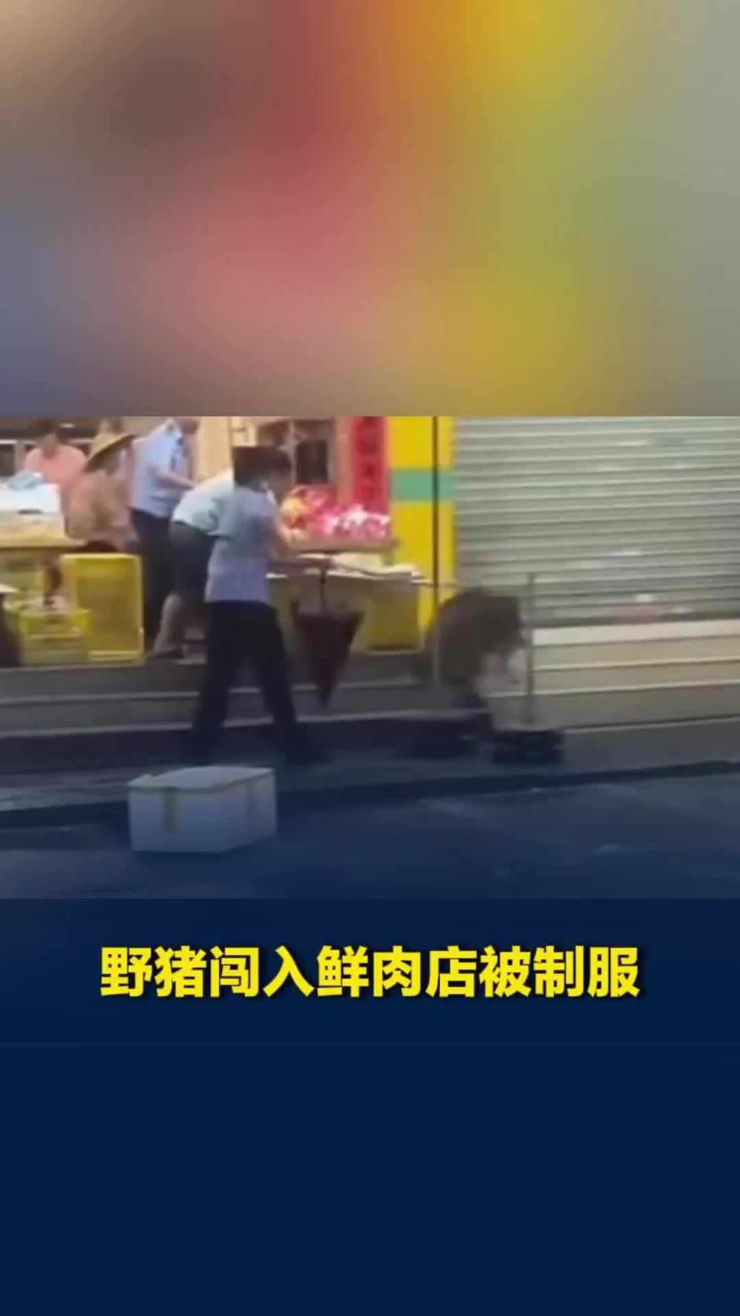 下雨天野猪闯入鲜肉档口，后续被大家用绳子捆住制服，肉店：没有什么损失