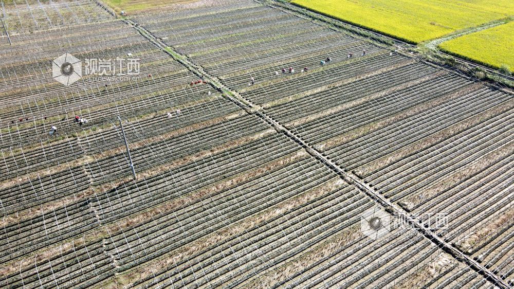 2026年10月9日,江西省遂川县枚江镇的草莓种植基地内,农户穿梭垄间开展田间管护,勾勒出现代农业劳作图景。