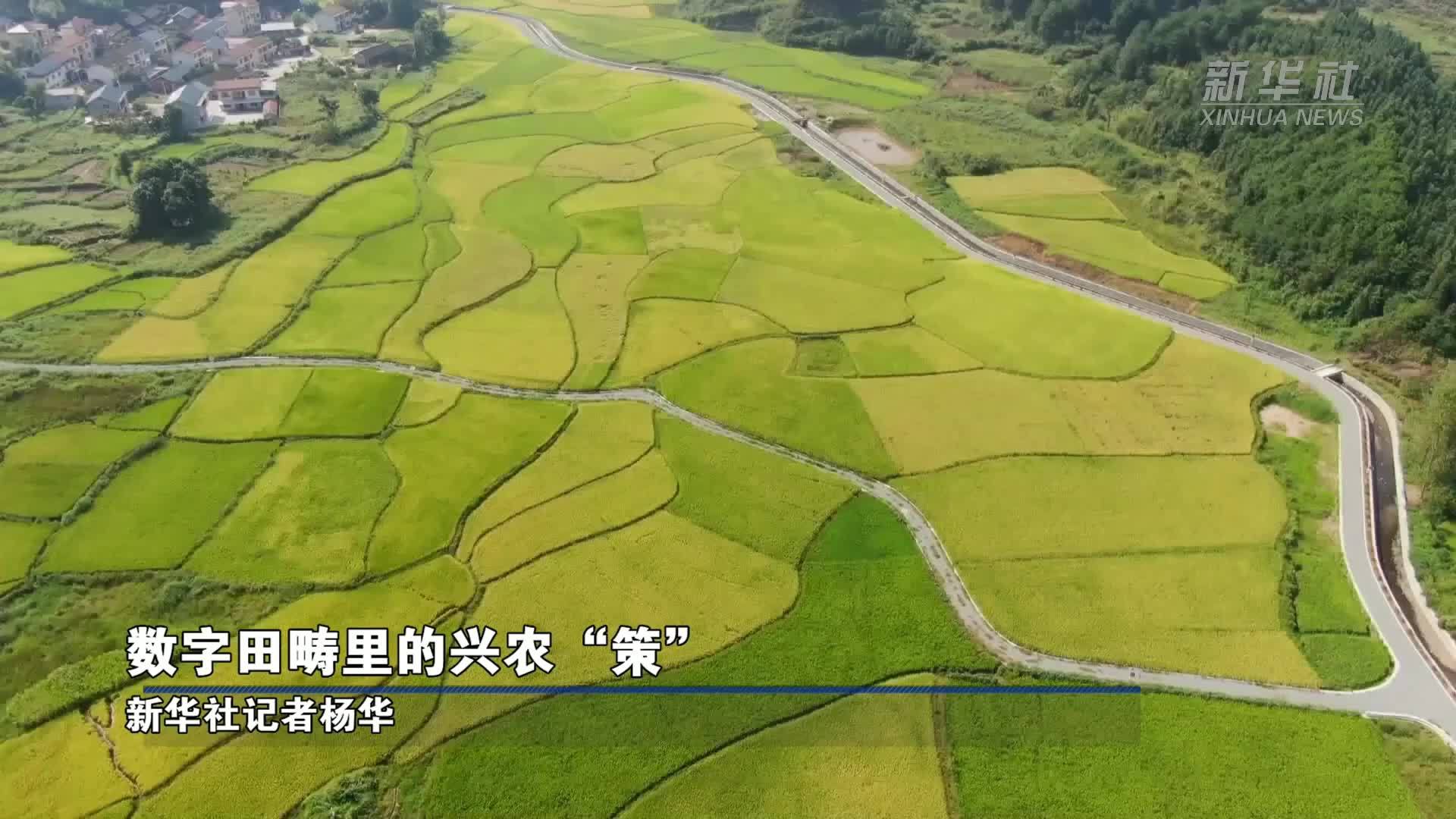 数字田畴里的兴农“策”