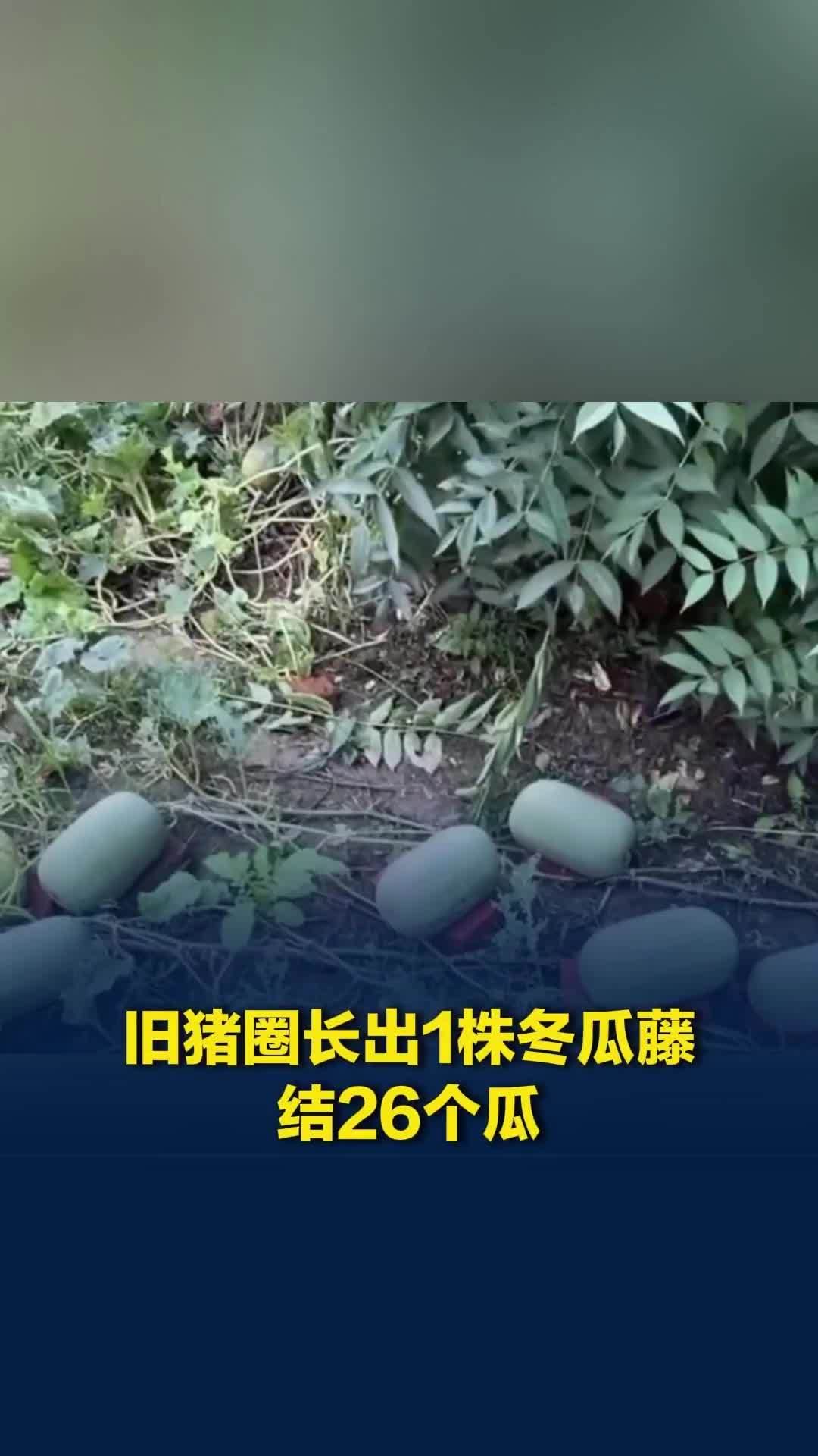 河南一株冬瓜藤结26个瓜，每个约5至7斤，当事人：猪圈旧址自己长出来的
