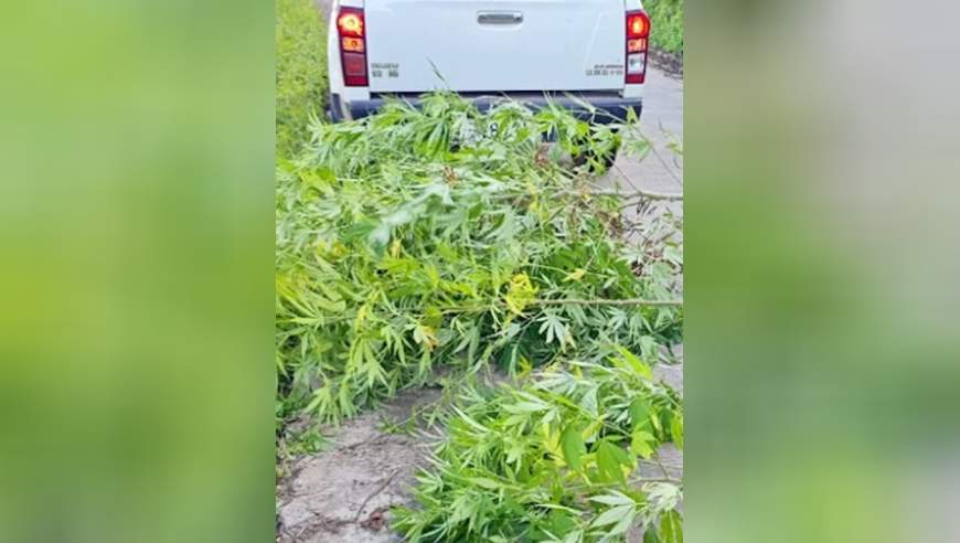 云南巡逻民警在路边发现大量“大麻”植物，当场铲除
