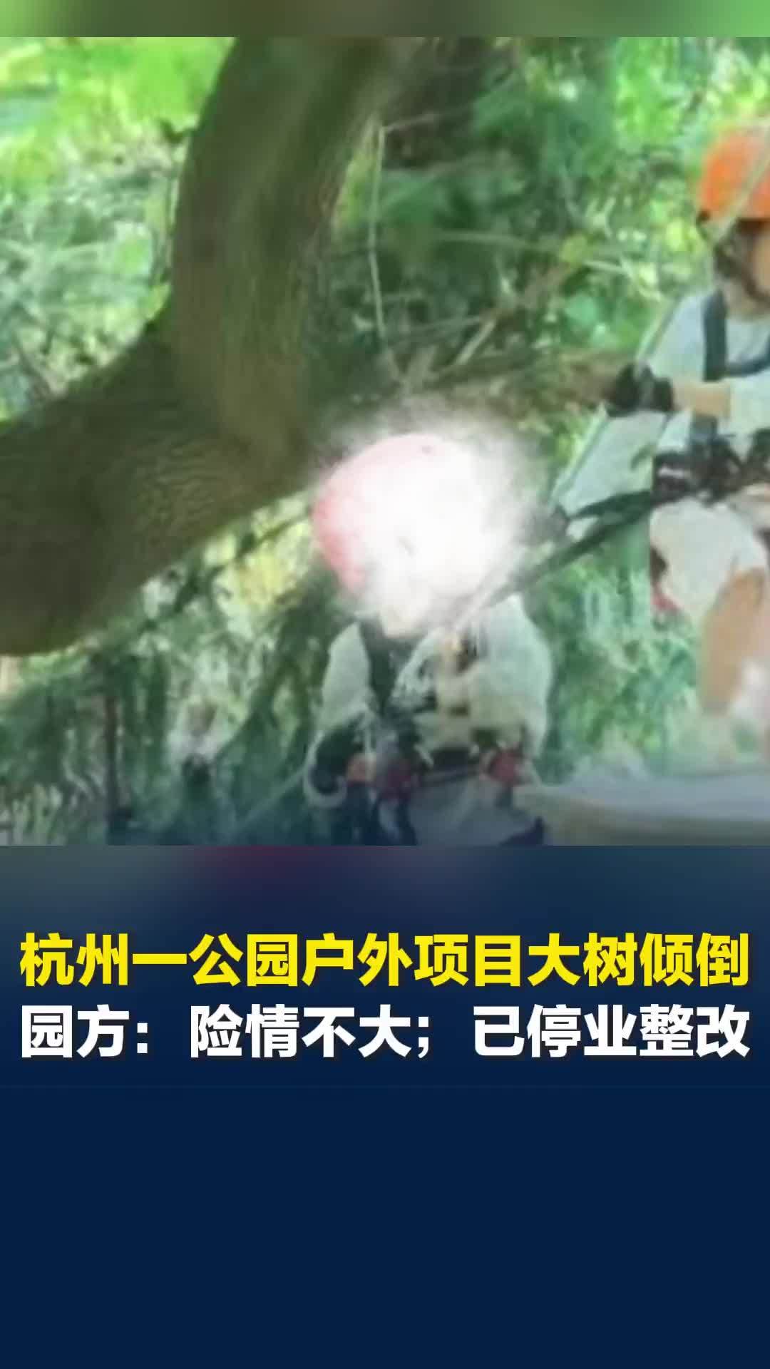 杭州一公园户外项目烂根大树发生倾倒，园方：已停业整改，正积极联系游客协商道歉
