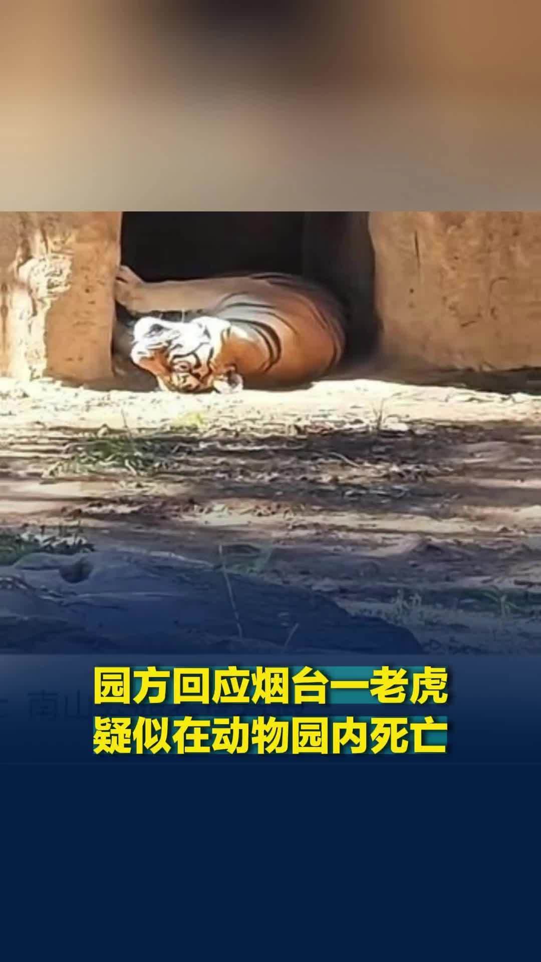游客发视频称烟台一老虎疑似在动物园内死亡，园方回应：谣传！在躺着晒太阳
