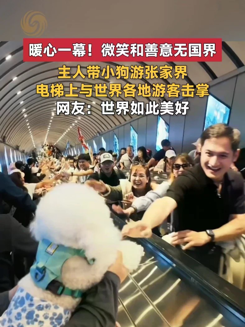 暖心一幕！微笑和善意无国界。近日，主人带着小狗到张家界景区旅游，在电梯上与世界各地游客击掌互动。网友：世界如此美好。#小狗 #世界游客 #张家界