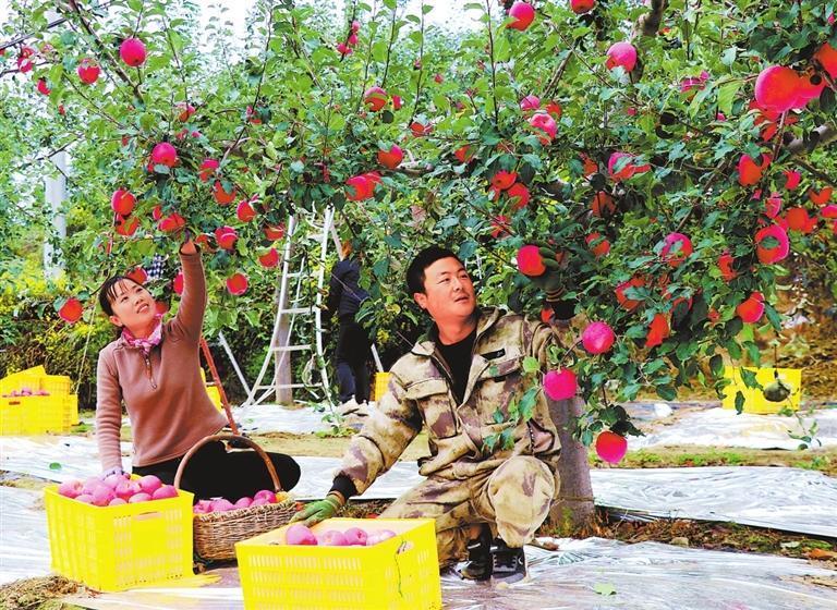 近日，静宁县新店乡果农在采摘苹果。目前，静宁县的苹果已进入成熟采摘期。新甘肃&middot;甘肃日报通讯员　王毅