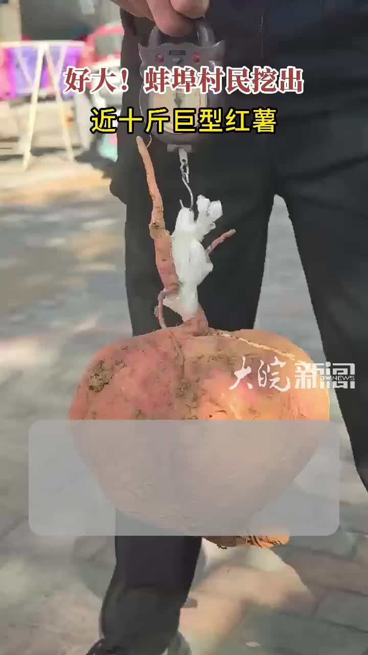 #媒体原创 蚌埠一村民挖出近十斤重巨型红薯