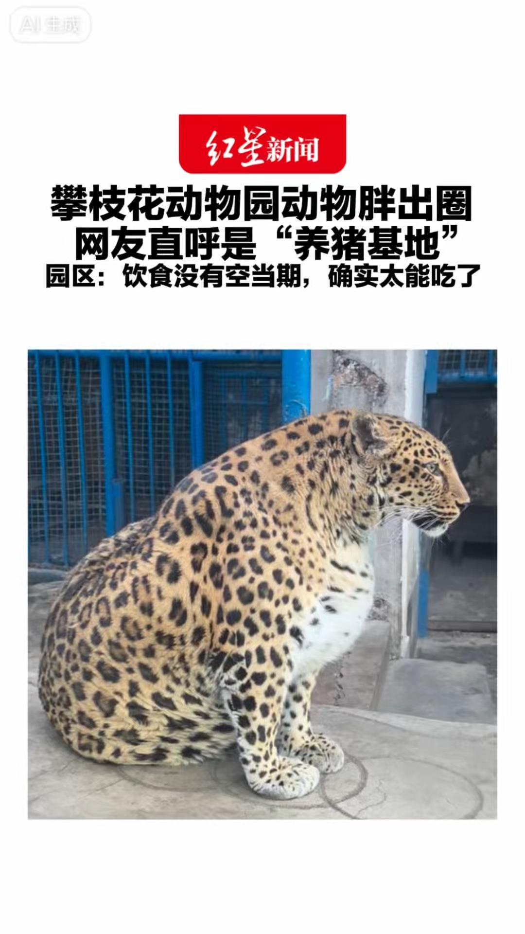 攀枝花动物园动物胖出圈 网友直呼是“养猪基地”园区：只有豹子和狗熊最胖 其余都偏正常 饮食没有空当期，确实太能吃了