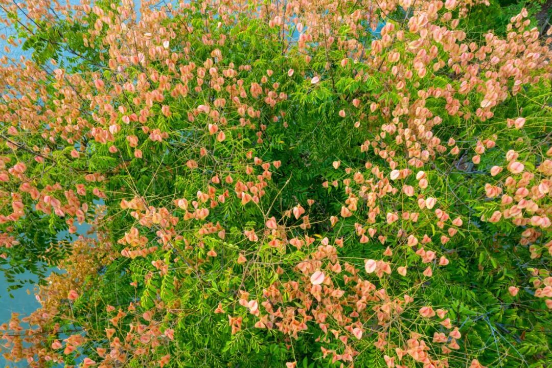 DJI_0510.jpg