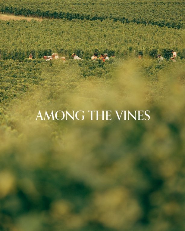 Les Vignobles 波尔多酒庄2026采收圆满收官