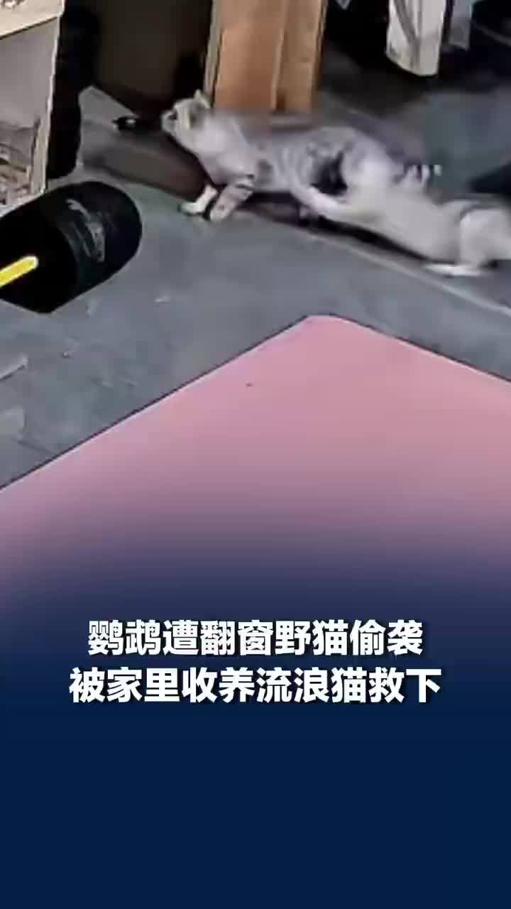 鹦鹉遭翻窗野猫偷袭被家养小猫救下