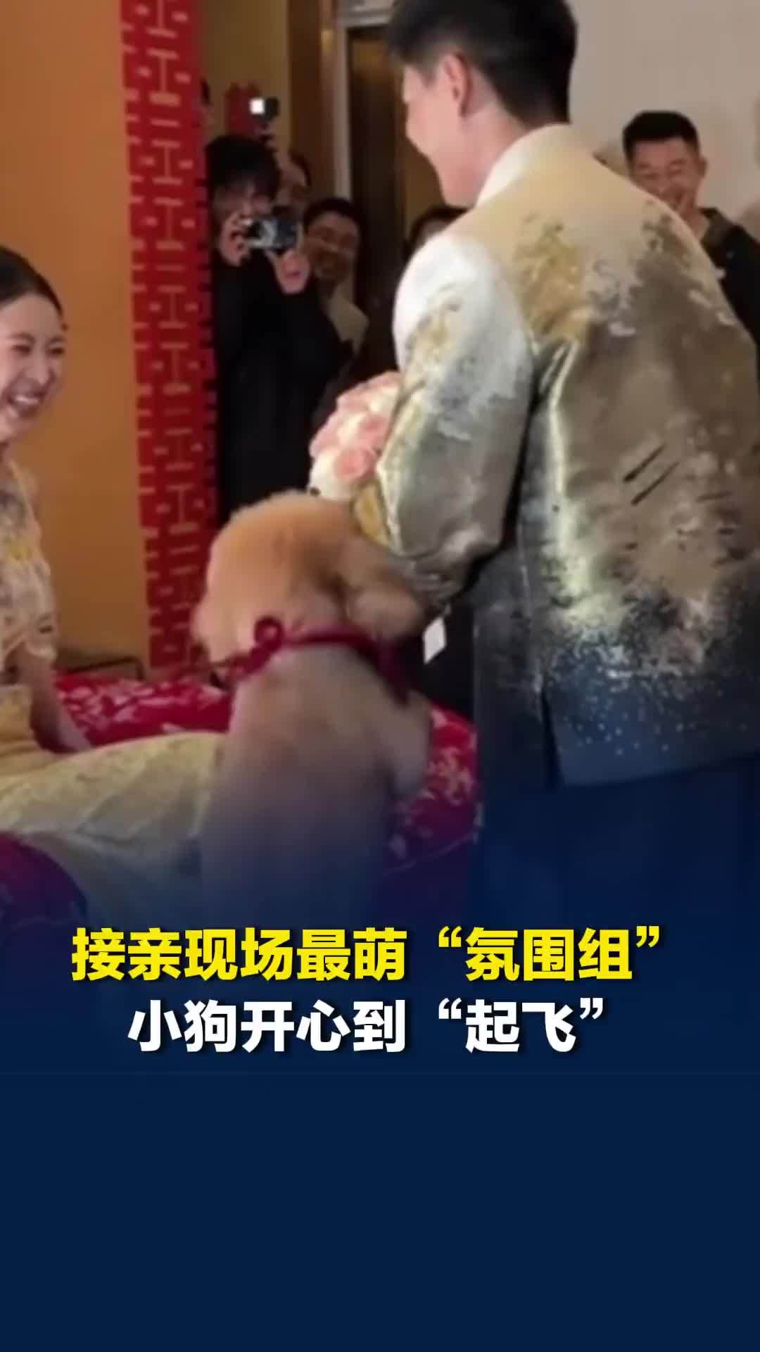 接亲现场最萌“氛围组”，小狗开心到“起飞”