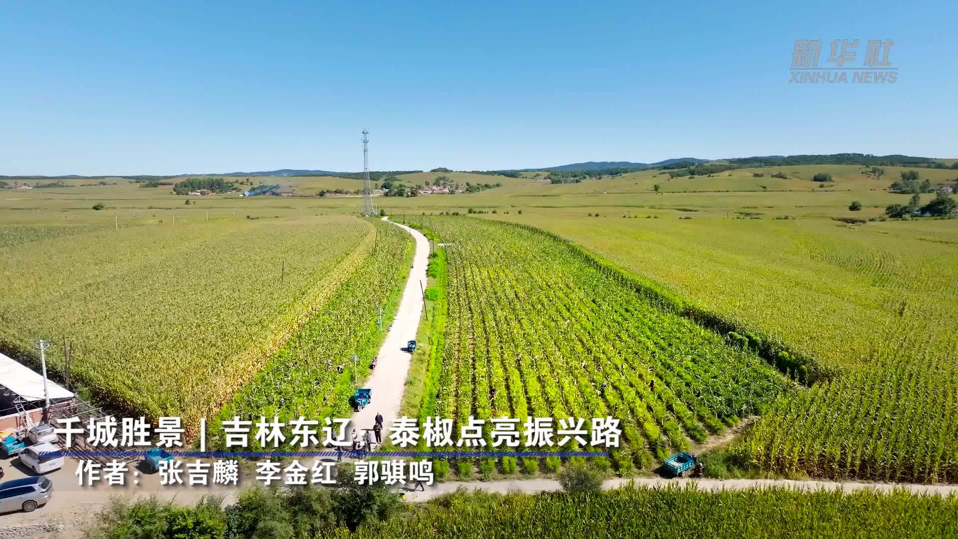 千城胜景｜吉林东辽：泰椒点亮振兴路