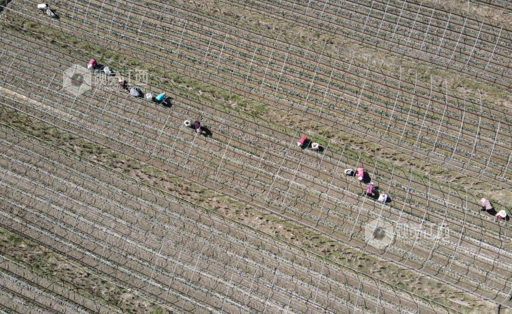 2026年10月9日,江西省遂川县枚江镇的草莓种植基地内,农户穿梭垄间开展田间管护,勾勒出现代农业劳作图景。