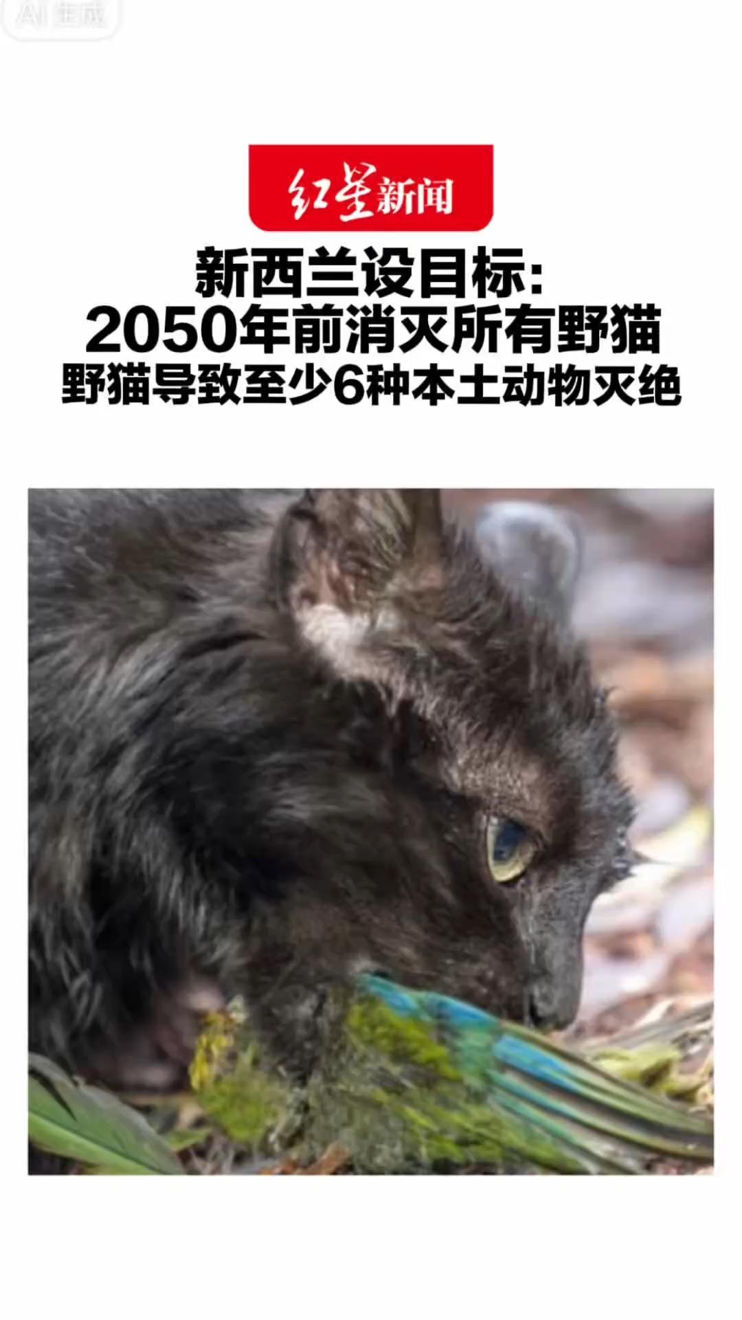 新西兰设目标： 2050年前消灭所有野猫 野猫导致至少6种本土动物灭绝 在当地数量估计在240万~250万只