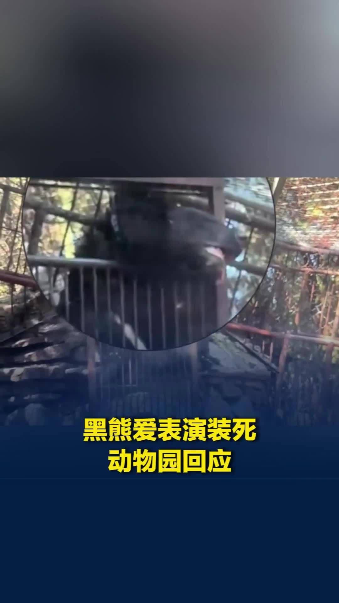 动物园回应黑熊被“卡脖”挂门上一动不动：“此熊经常装死，已贴提示”