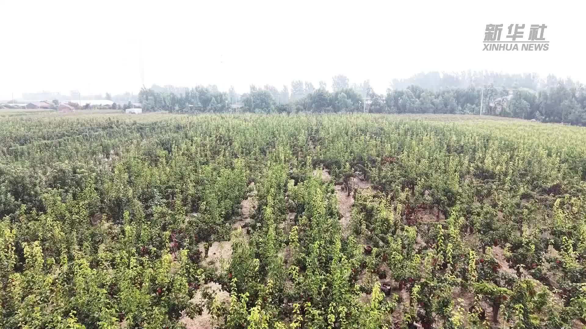 河北馆陶：梨园丰收采摘忙 特色产业促振兴
