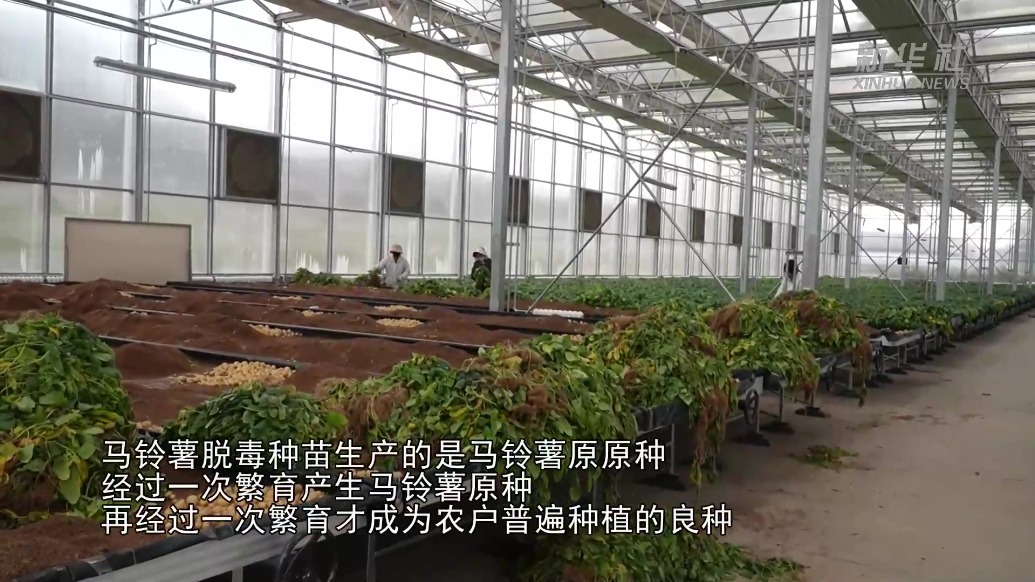 【甘快看】甘肃定西：“按粒卖”的小土豆丰收啦