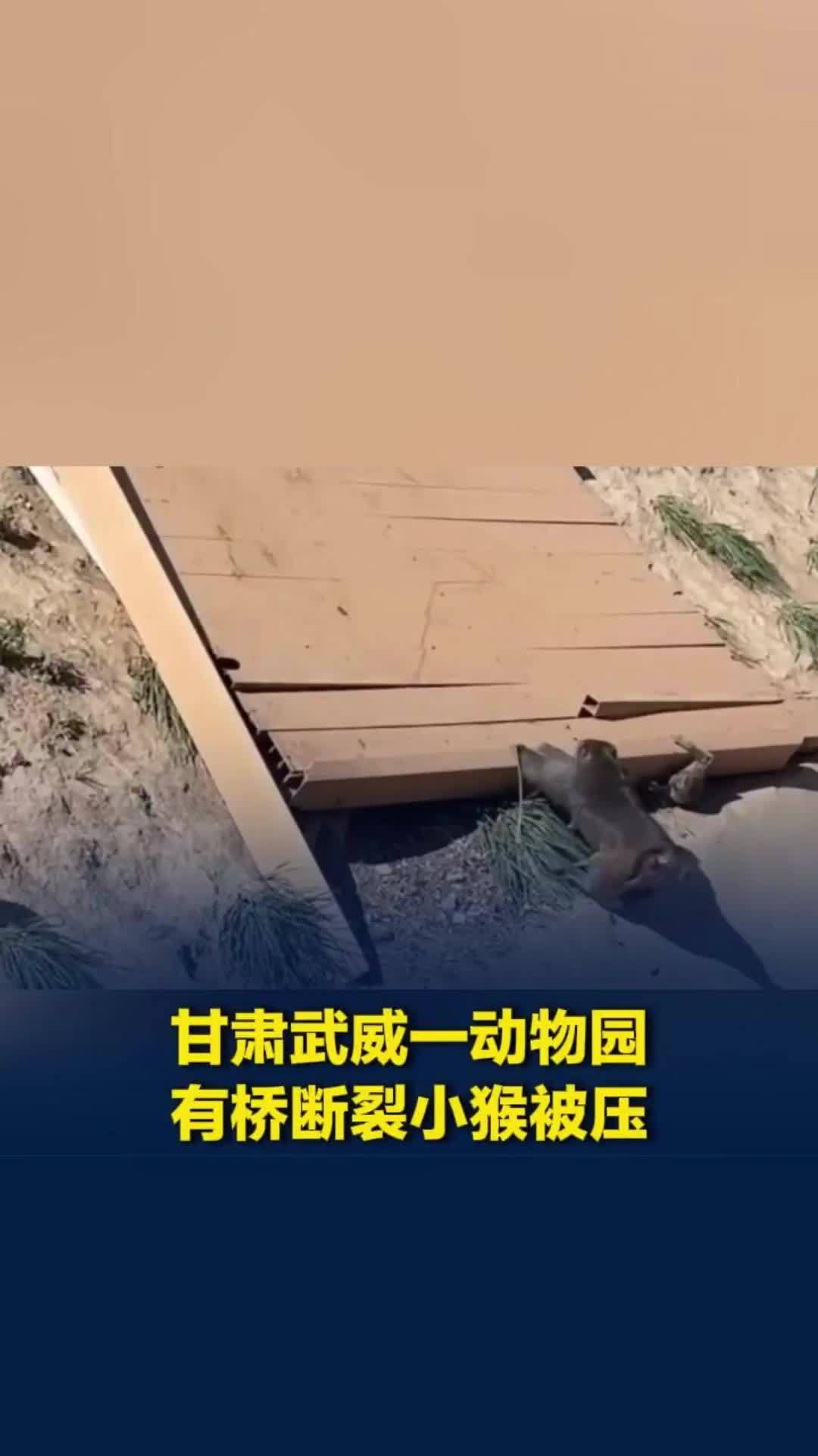 甘肃武威一动物园有桥断裂小猴被压，大猴焦急施救未果，工作人员及时救出