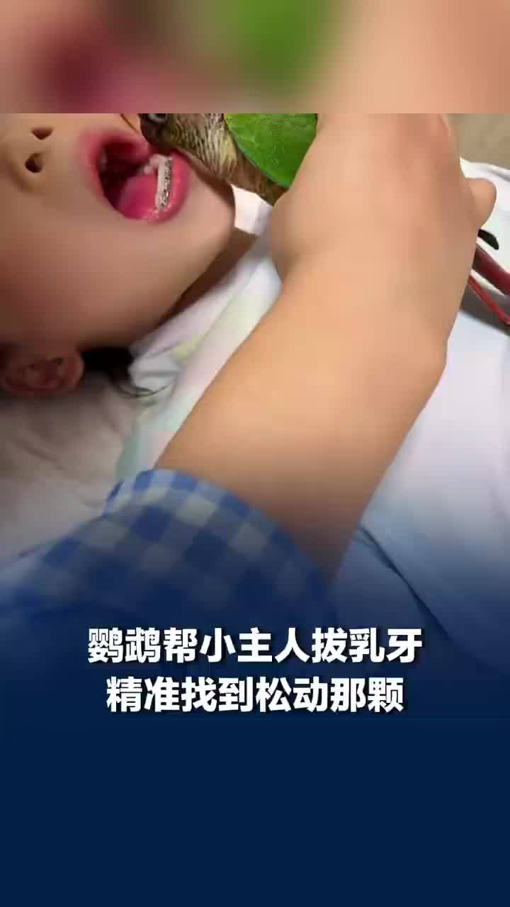 鹦鹉帮女孩拔乳牙精准找到松动那颗