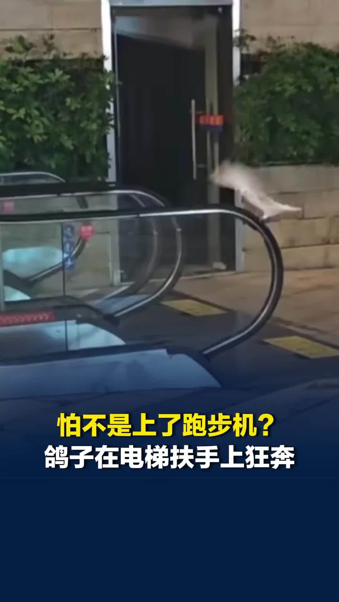 怕不是上了跑步机？鸽子在电梯扶手上狂奔，网友：像极了周一的我