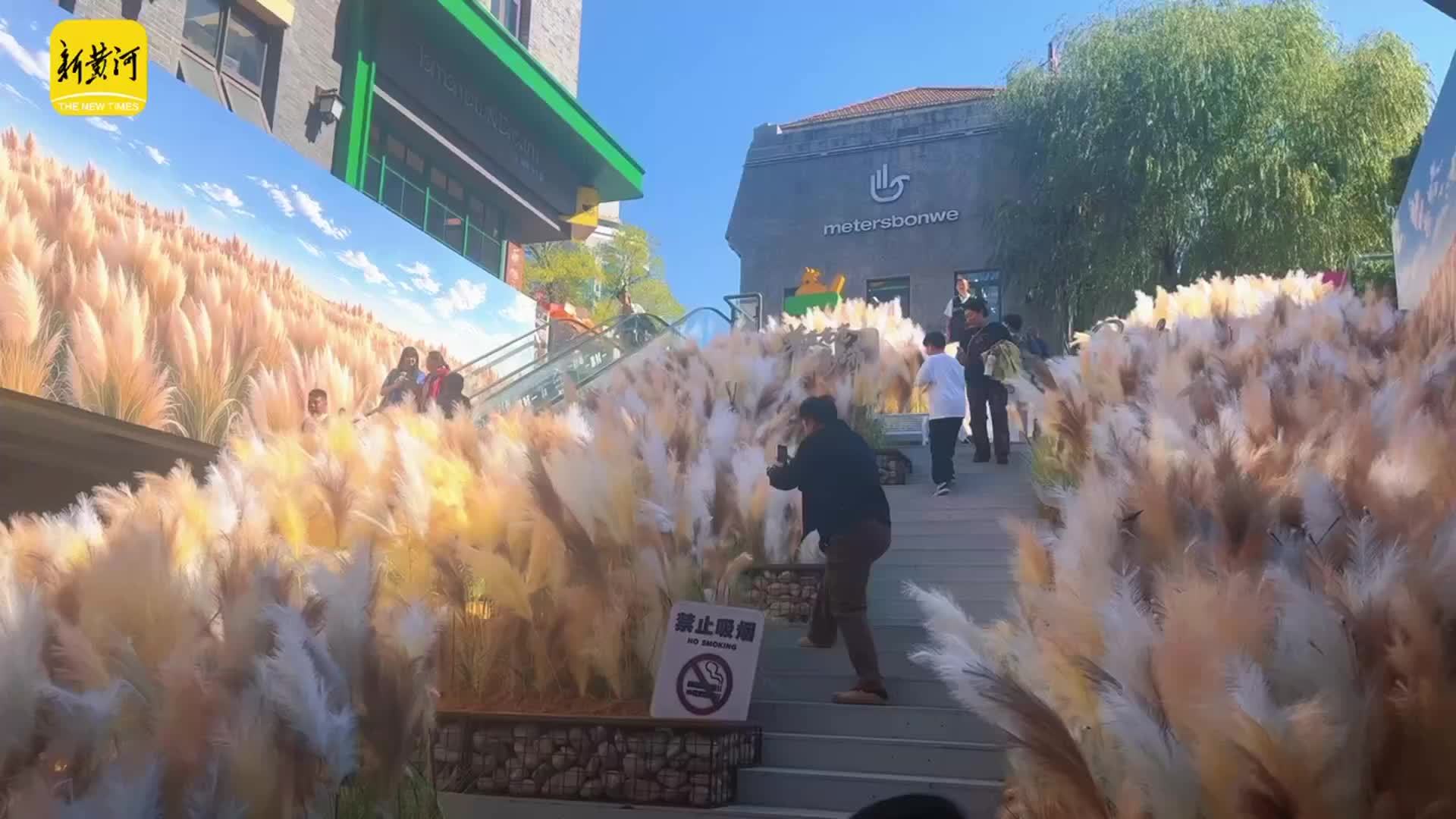 泉城这片城市芦苇海温柔出圈 老商埠花海引客打卡