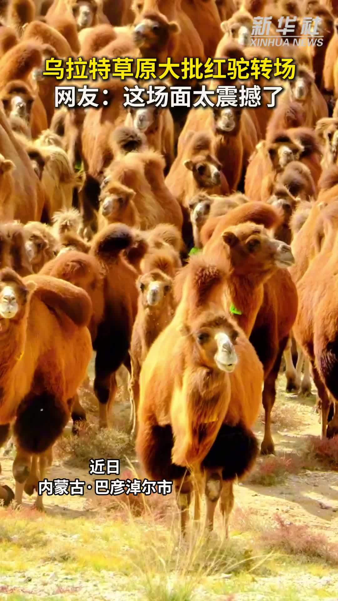 秀我中国｜乌拉特草原大批红驼转场