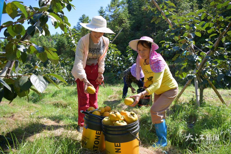 果农在采摘甜柿。(江西日报全媒体记者曹章保摄)
