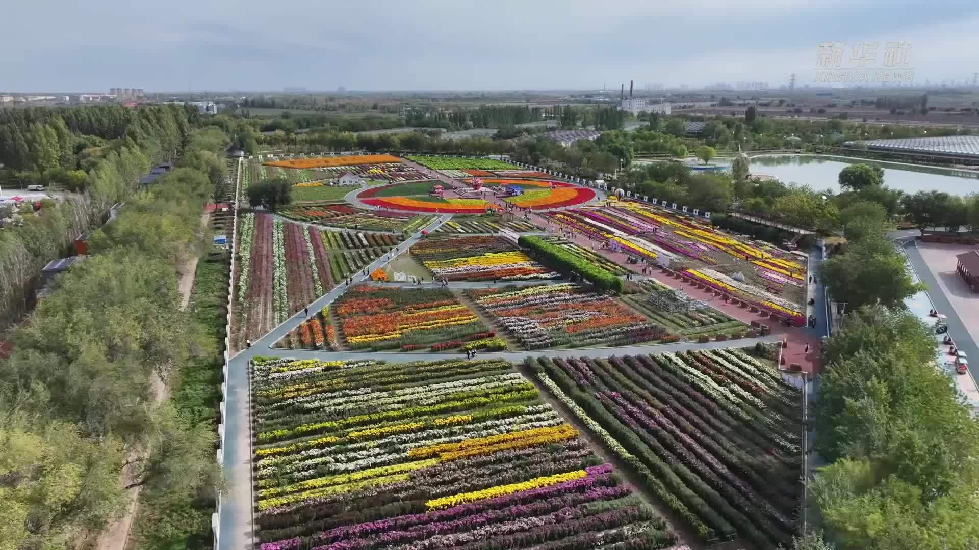 瞰中国｜新疆昌吉：菊海缤纷 繁花盛景