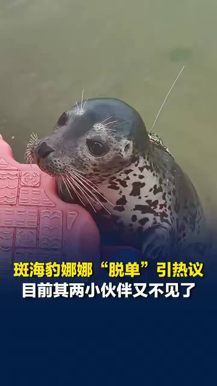 斑海豹娜娜的两小伙伴又不见了