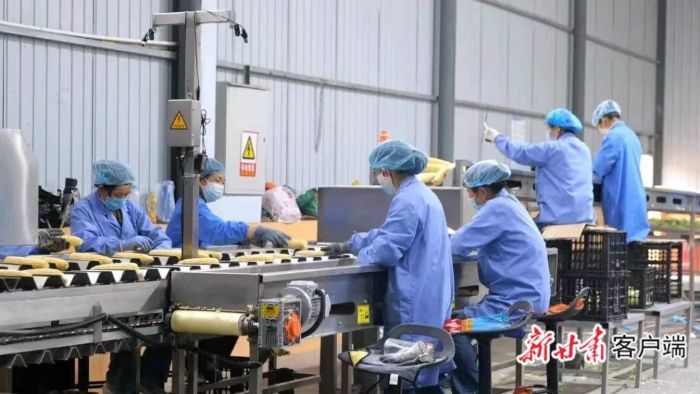 鲜食玉米加工车间