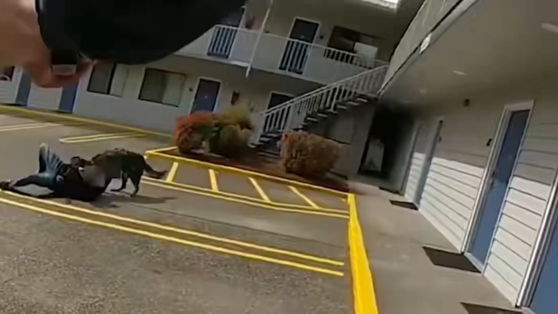 本该是幸福的退休日，却成生命终点！美国波特兰警犬最后一班执勤中，被警察枪火击中，永远离开了……