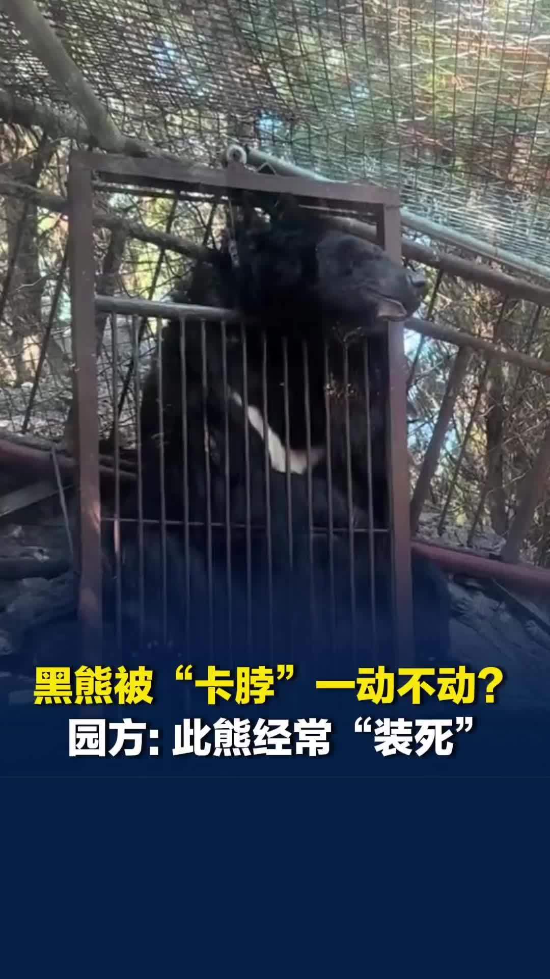 山东临沂一动物园黑熊被园内装置“卡脖”后一动不动？园方回应：此熊经常“装死”