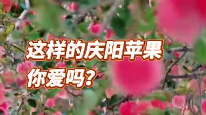 【甘快看】视频丨这样的庆阳苹果，你爱吗？