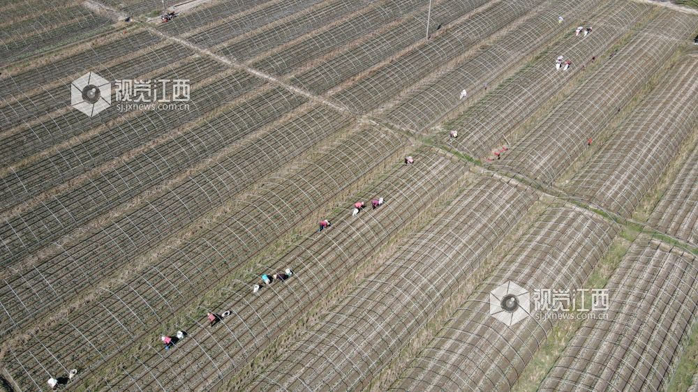 2026年10月9日,江西省遂川县枚江镇的草莓种植基地内,农户穿梭垄间开展田间管护,勾勒出现代农业劳作图景。